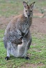 Wallaby à cou rouge