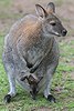 Wallaby à cou rouge