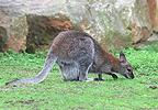 Wallaby à cou rouge