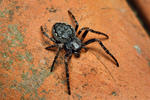 Walnut Orb-weaver Spider