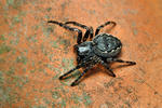 Walnut Orb-weaver Spider