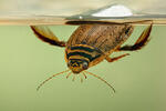 Water Beetle