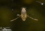 Water boatman