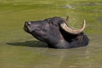 Water Buffalo