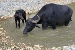 Water Buffalo