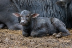 Water Buffalo