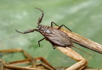 Water Scorpion