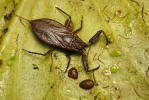 Water Scorpion