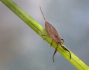 Water Scorpion