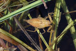 Water Scorpion