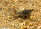 Water Scorpion