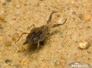 Water Scorpion