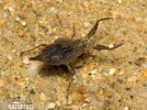 Water Scorpion