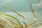 Water Stick Insect