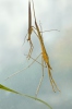 Water Stick Insect