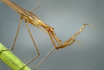 Water Stick Insect