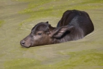 Waterbuffel