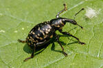 Weevil