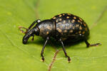 Weevil