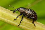 Weevil