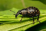 Weevil