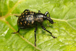 Weevil