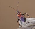 Western Conifer Seed Bug