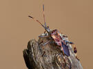 Western Conifer Seed Bug