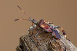 Western Conifer Seed Bug