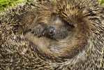 Western Hedgehog