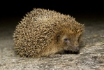 Western Hedgehog