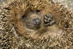 Western Hedgehog