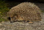 Western Hedgehog