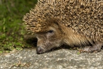 Western Hedgehog