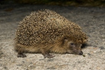 Western Hedgehog