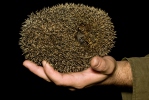 Western Hedgehog