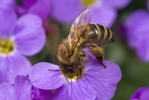 Western Honey Bee