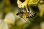 Western Honey Bee