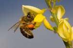 Western Honey Bee