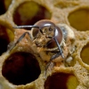 Western Honey Bee