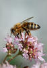 Western Honey Bee