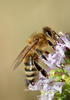 Western Honey Bee