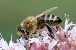 Western Honey Bee