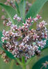 Western Honey Bee