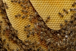 Western Honey Bee