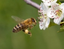 Western Honey Bee