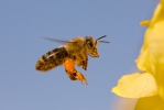 Western Honey Bee