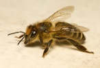 Western Honey Bee