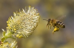 Western Honey Bee