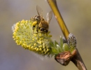 Western Honey Bee